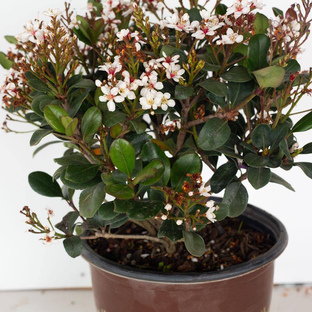 SOUTHERN LIVING 2 Gal. Spring Sonata Indian Hawthorn Live Evergreen Shrub White Flower Clusters 51692