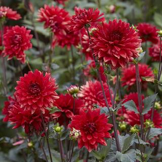 VAN ZYVERDEN Dahlias Garden Wonder (Set  of 5 Bulbs) 84507