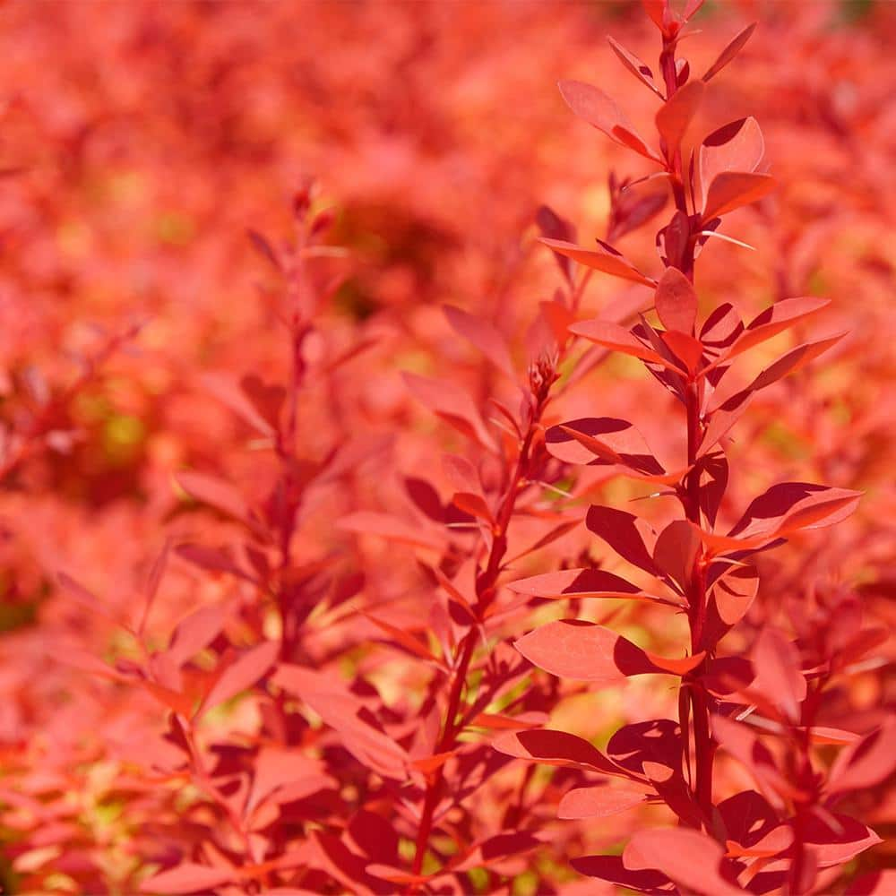 PROVEN WINNERS 2 Gal. Sunjoy Neo Barberry Shrub with Orange Foliage 17646