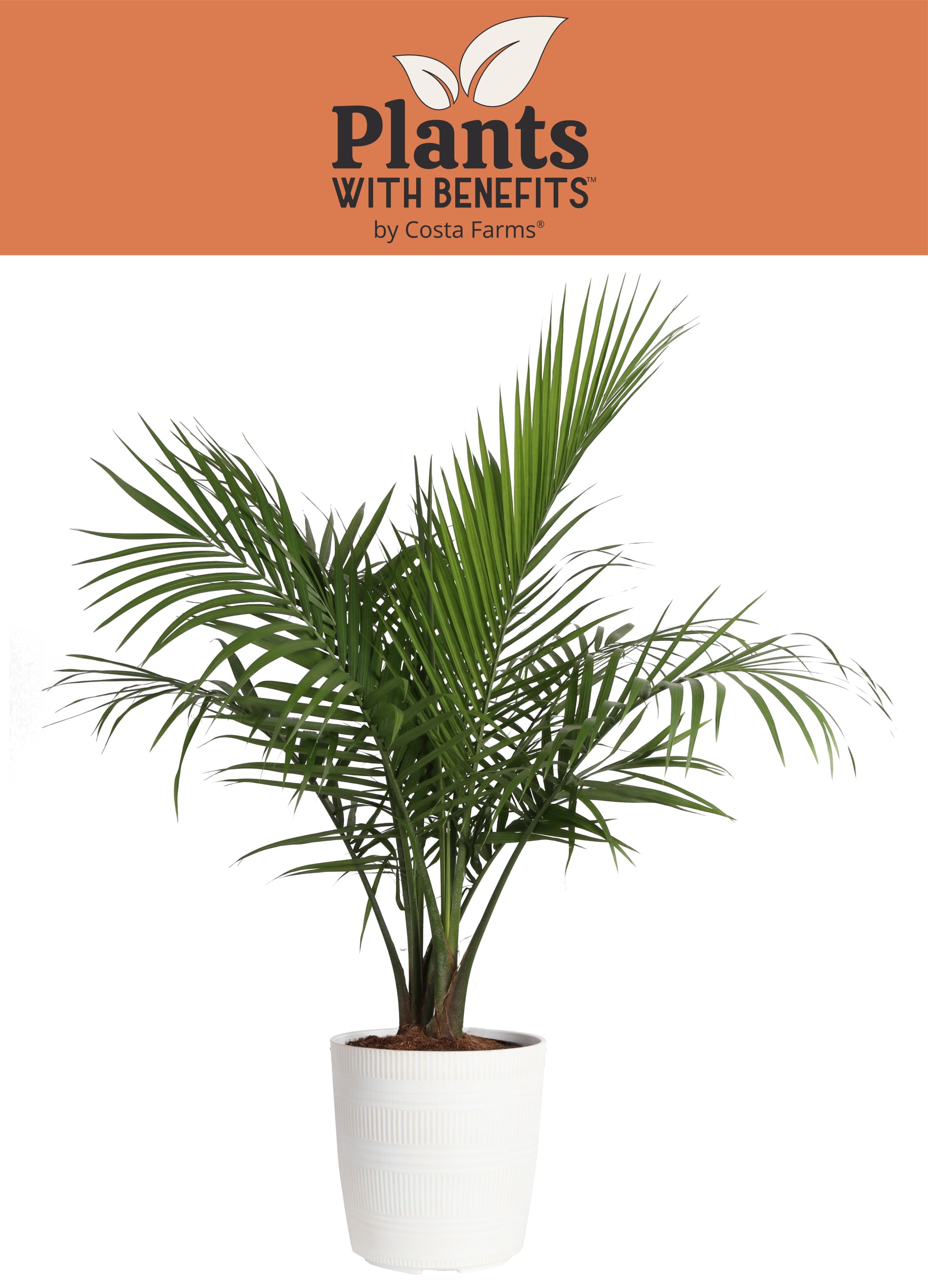 Costa Farms Plants with Benefits Live Indoor 36in. Tall Green Majesty Palm Tree; Bright， Indirect Sunlight Plant in 8.75in. Décor Pot