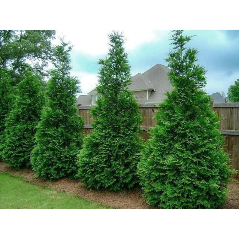BELL NURSERY 7 Gal. Green Giant Arborvitae (Thuja) Live Evergreen Shrub (1-Pack) THUJA7GRG1PK