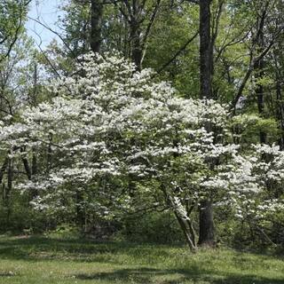 5 Gal. Appalachian Redbud Flowering Deciduous Tree with Pink Flowers REDAPP05G