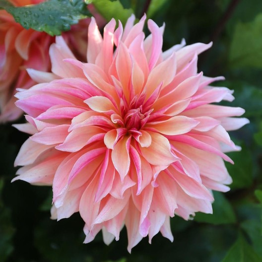 Blue Buddha Farm: Labyrinth Dinnerplate Dahlia Bulb - Easy to Grow Indoor or Outdoor Perennial Plant