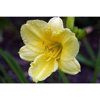 Online Orchards 1 Gal. Stella D'oro Daylily Large Reblooming Bright Yellow Blossoms Thrive in Almost any Environment SBDL001