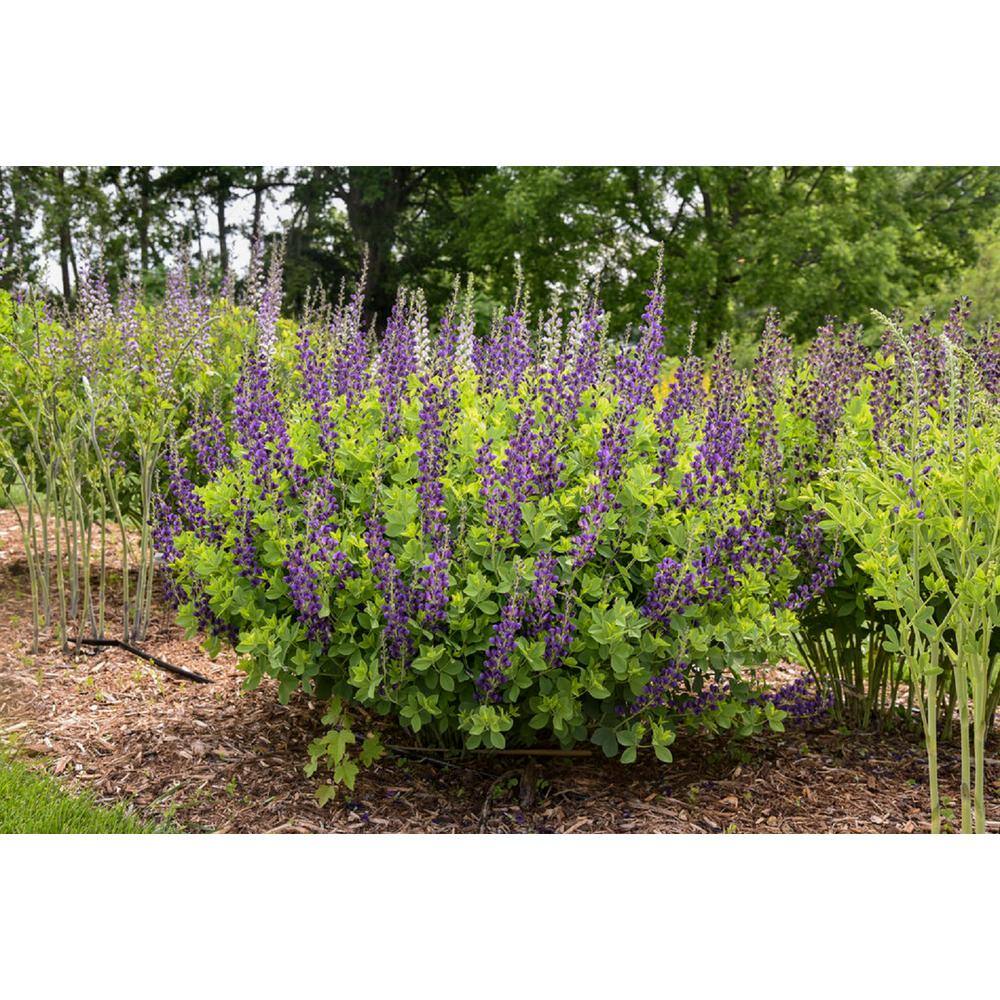 PROVEN WINNERS 3 Gal. Sparkling Sapphires Baptisia Live Perennial Plant (1-Pack) BAPTI3SAP1PK