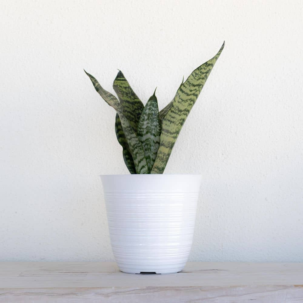 United Nursery Live Sansevieria Zeylanica Indoor Snake Plant Shipped in 6 in. Grower Pot 26455