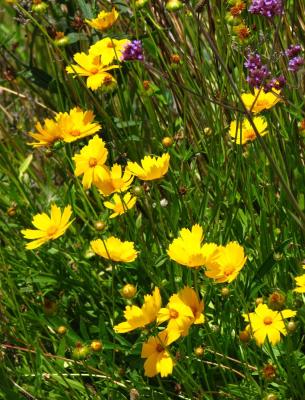 Classy Groundcovers - Coreopsis 'Nana' Tickseed， Mouse-eared Coreopsis， Dwarf Eared Coreopsis {25 Pots - 3 1/2 inch Square}