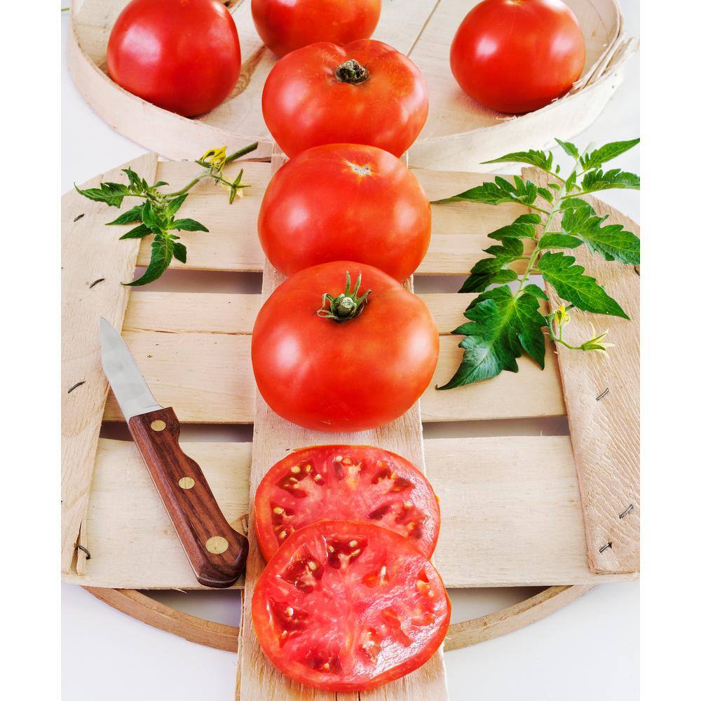 Bonnie Plants 1.19 qt. Big Boy Tomato Plant (6-Pack) 0203