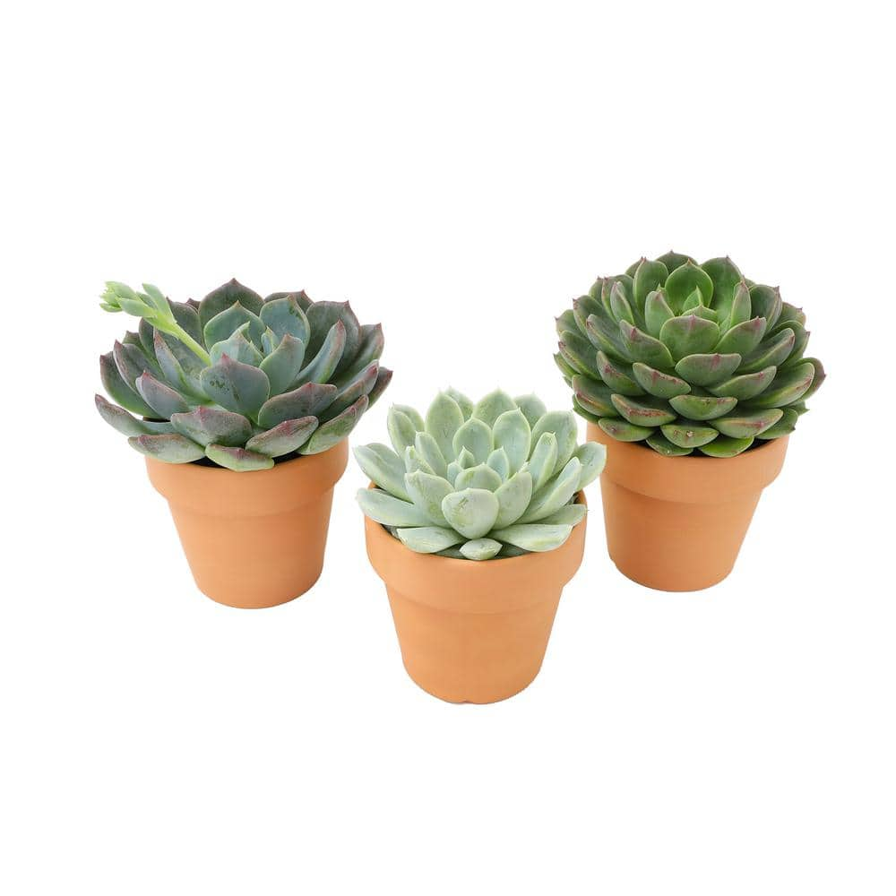 SMART PLANET 2.5 in. Echeveria Assorted Varieties in Terra Cotta Decco Pots (3-Pack) 0872532