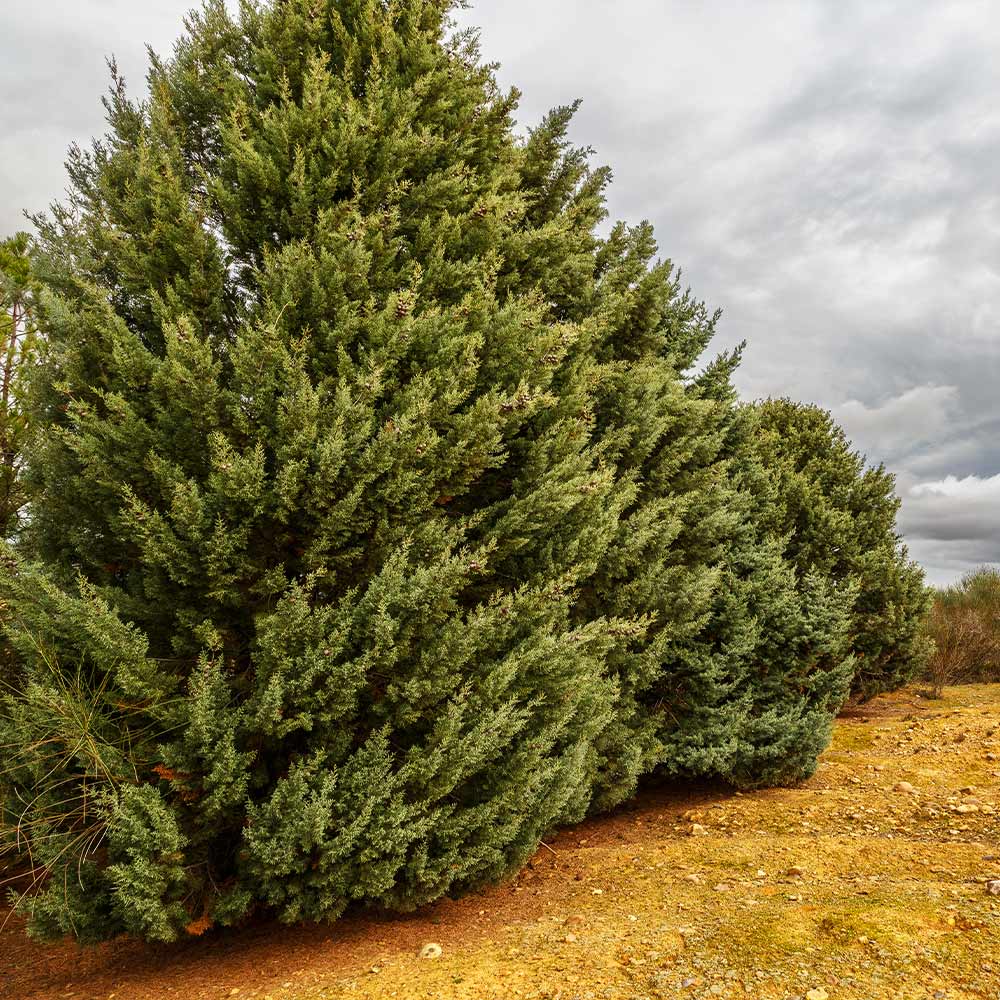 Drought-Tolerant Evergreen Tree