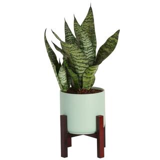 Costa Farms Sansevieria Laurentii Indoor Snake Plant in 6 in. Mid Century Modern Planter Avg. Shipping Height 1-2 ft. Tall CO.SL07.3.MIDWHTSTD