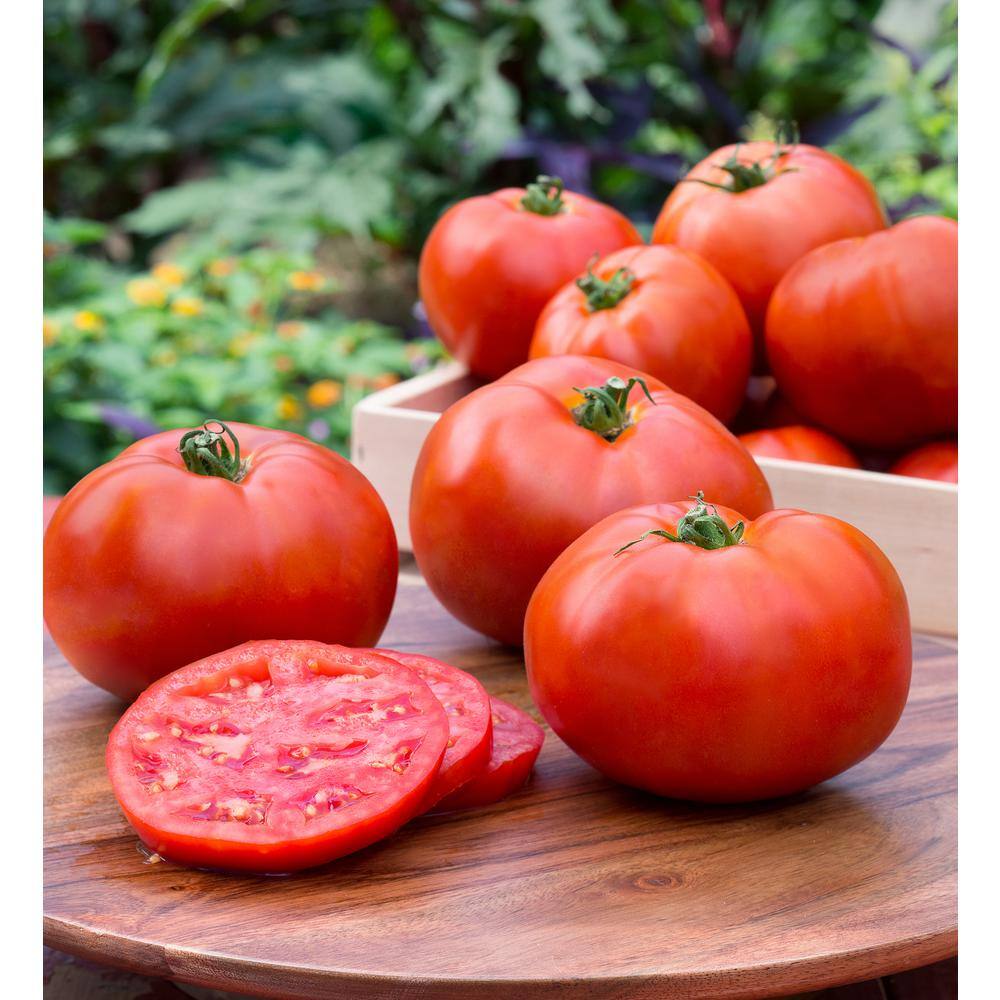 Bonnie Plants 1.19 qt. Better Boy Tomato Plant (6-Pack) 0201