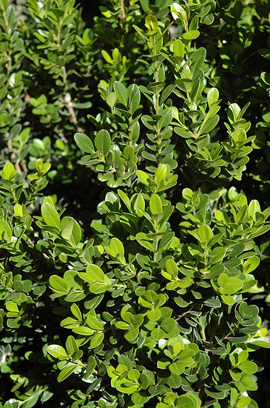 Buxus Baby Gem Boxwood