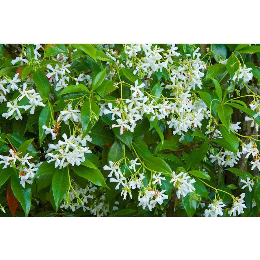 EVERDE GROWERS 5 Gal. Star Jasmine (Bush) TRAJAF0305