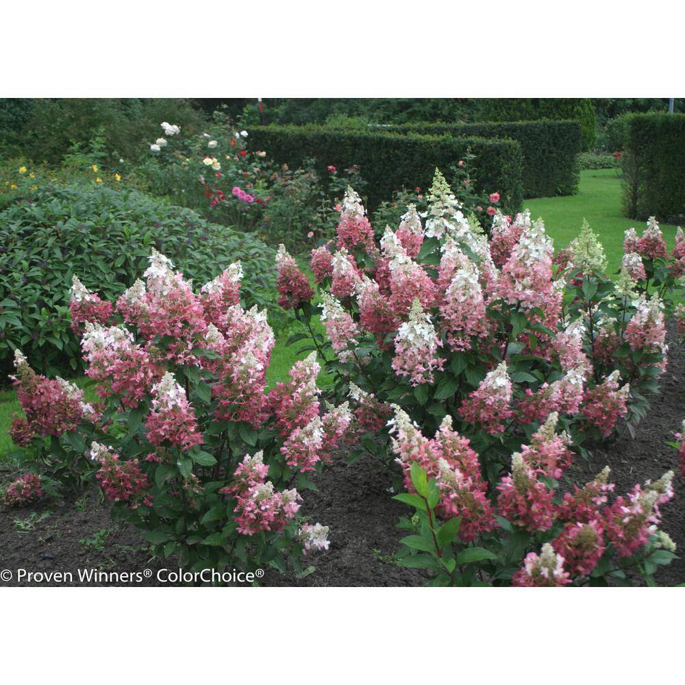 PROVEN WINNERS 1 Gal. Pinky Winky Hardy Hydrangea (Paniculata) Live Shrub White and Pink Flowers HYDPRC1046101