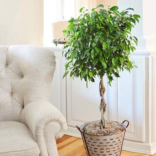 Brighter Blooms Benjamina Ficus Tree (Ficus Benjamina) in 3 Gal. Pot FIC-BEN-34_3-BRD