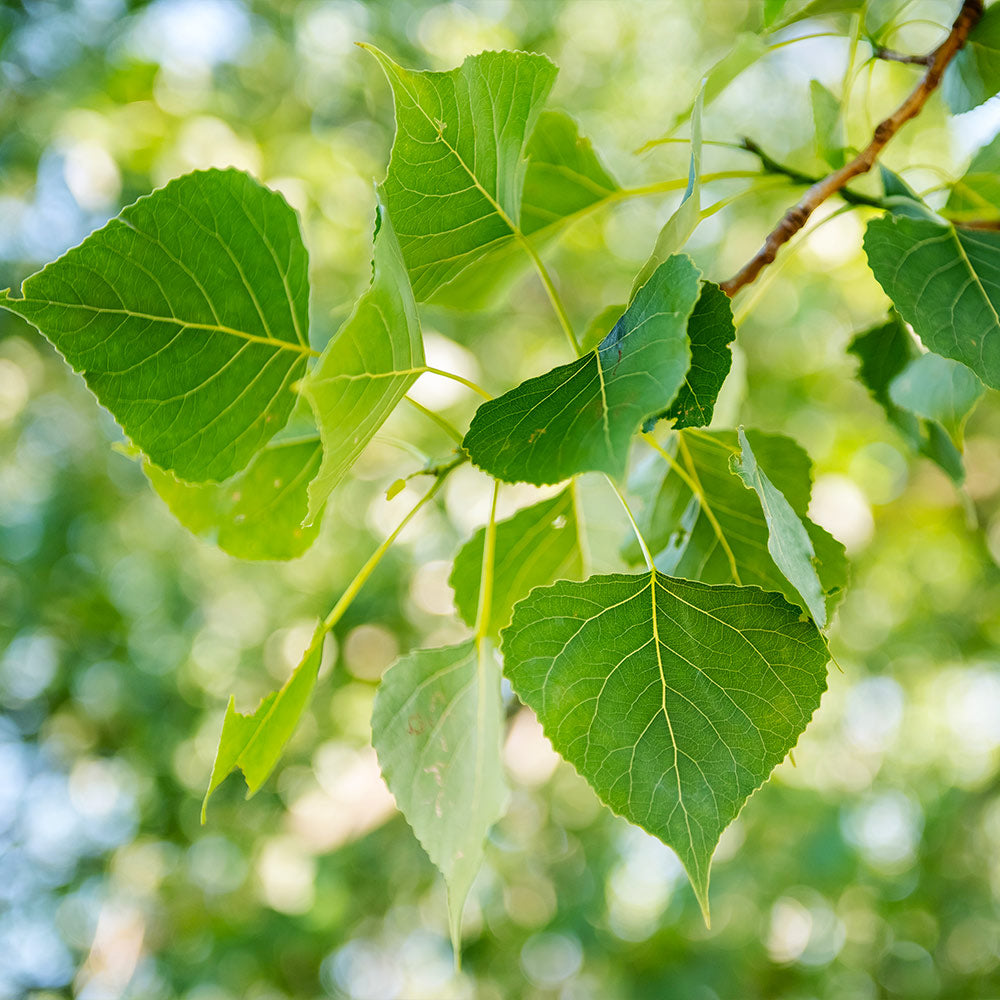 Superior Hybrid Poplar Tree