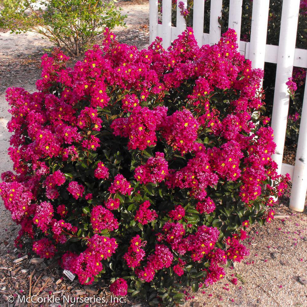 Vigoro 2 Gal. Berry Dazzle Crape Myrtle Dwarf Live Shrub (Lagerstroemia) with Fuchsia Purple Flowers Decidous 11315