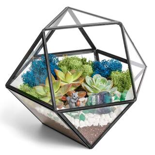 Creations by Nathalie Black Geometric Glass Terrarium Kit with Live Succulent BLK-GEOOG-WSUC