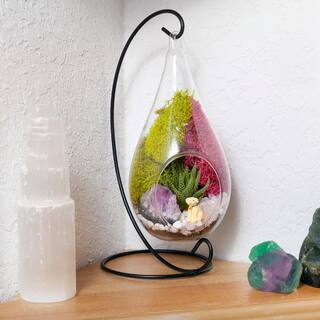 Creations by Nathalie DIY Terrarium Kit with Live Succulent Glass Teardrop Metal Stand Reindeer Moss Crystals Rocks Tools and Figurine CW-OS3V-7UGJ