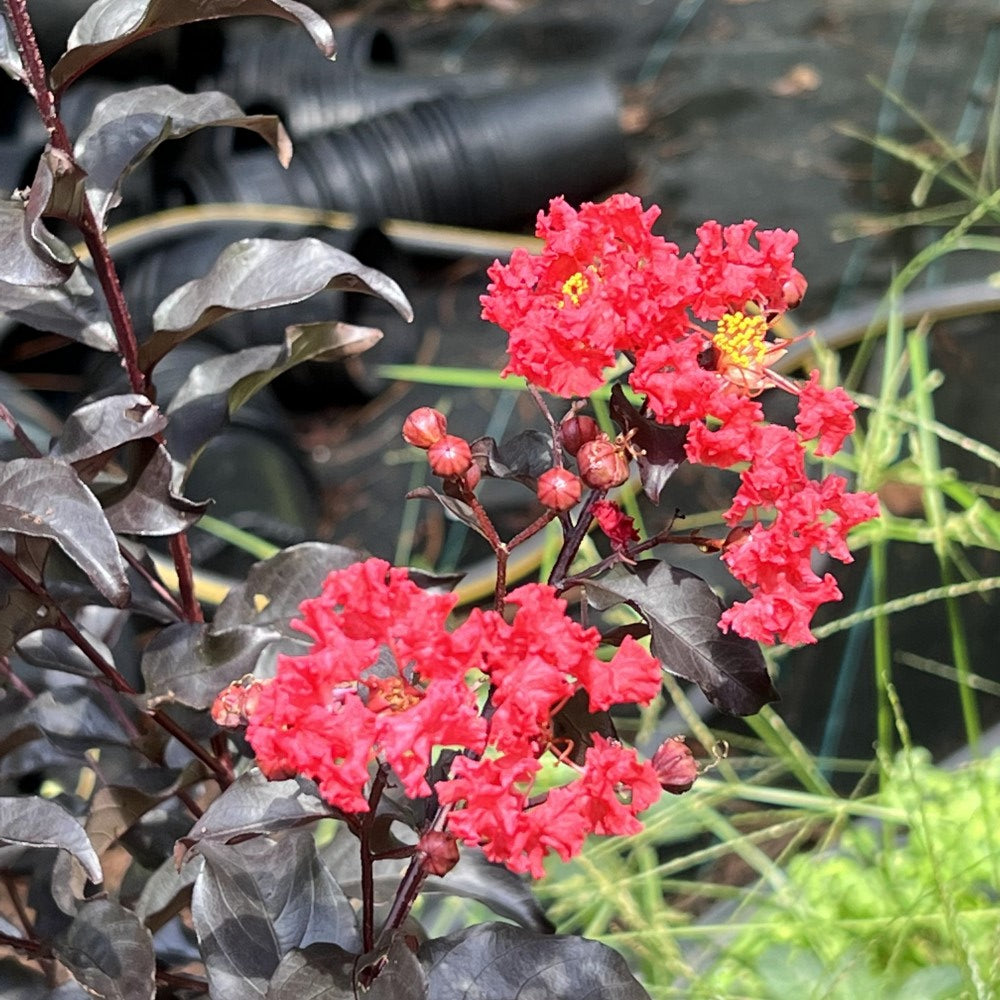 Center Stage Red Crape Myrtle Tree