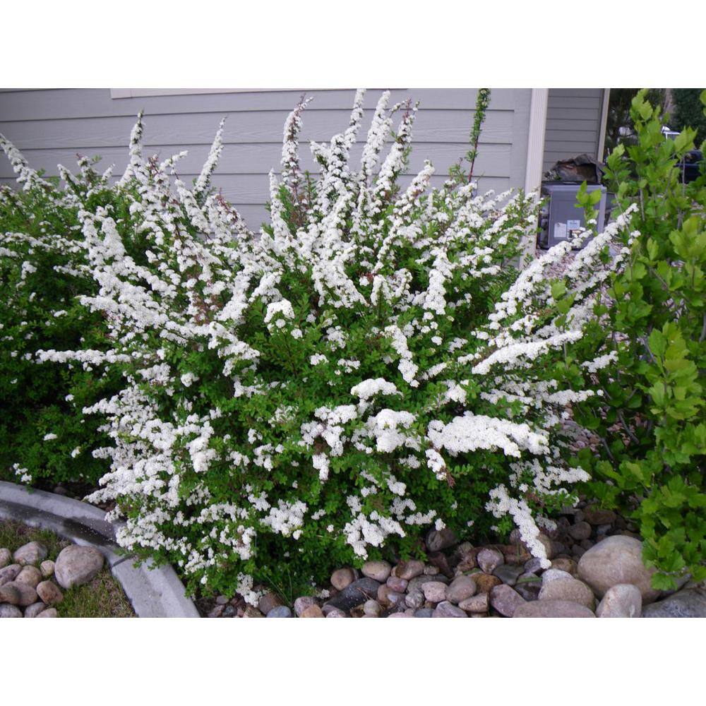 Online Orchards 1 Gal. Bridal Wreath Spirea Flowering Shrub with Cascading White Flowers SBSP004
