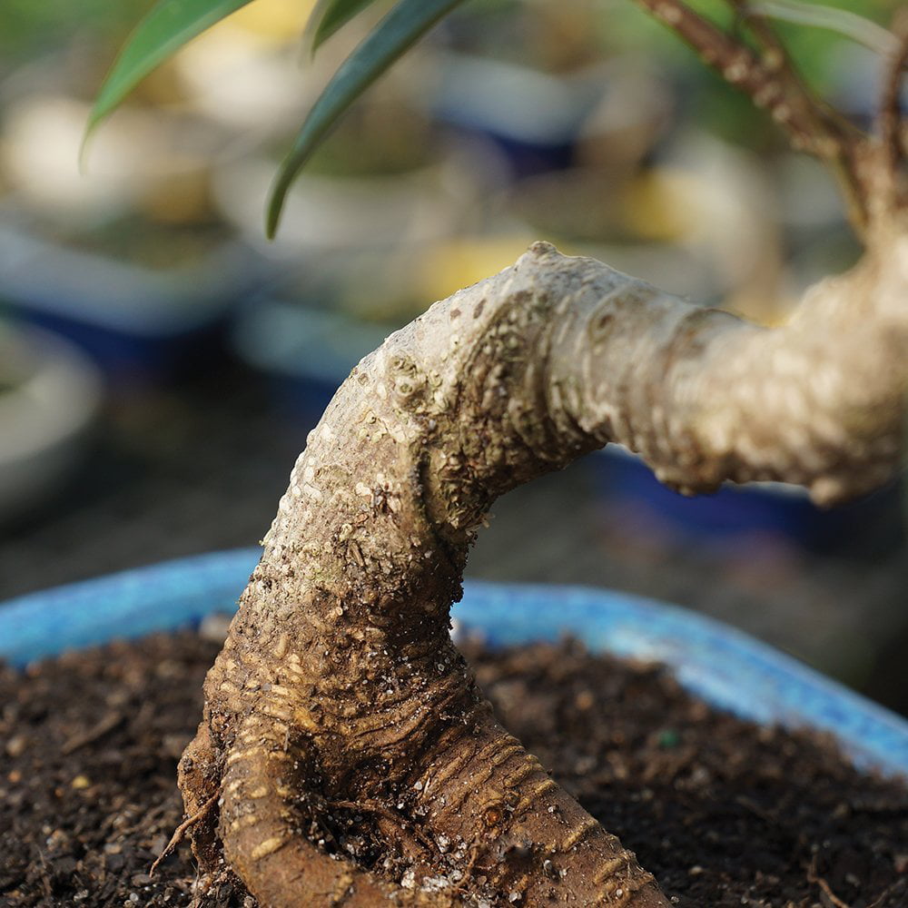 Brussel's Golden Gate Ficus Bonsai - Small - (Indoor)