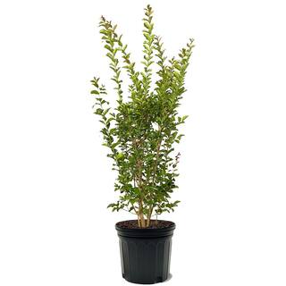 Tuscarora Crape Myrtle Green Leaf Pink Flowering Ornamental Tree CRMTUS07G