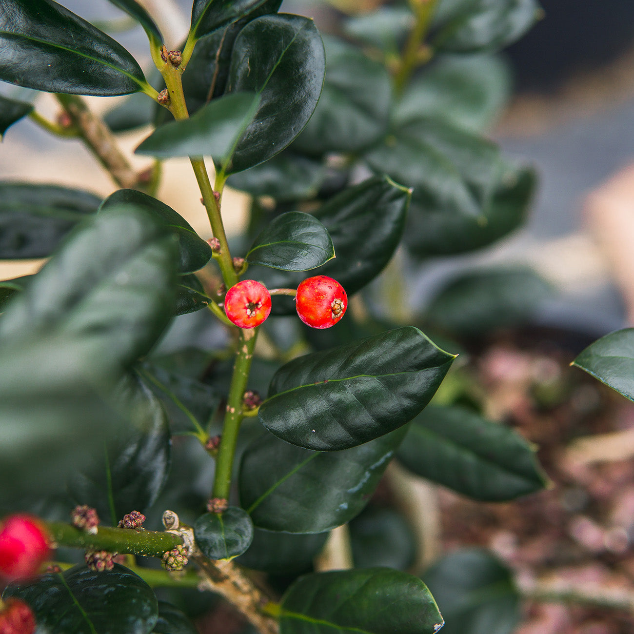 Nellie Stevens Holly 1 Gal. - Beautiful Red Berries - Hardy Evergreen Foliage