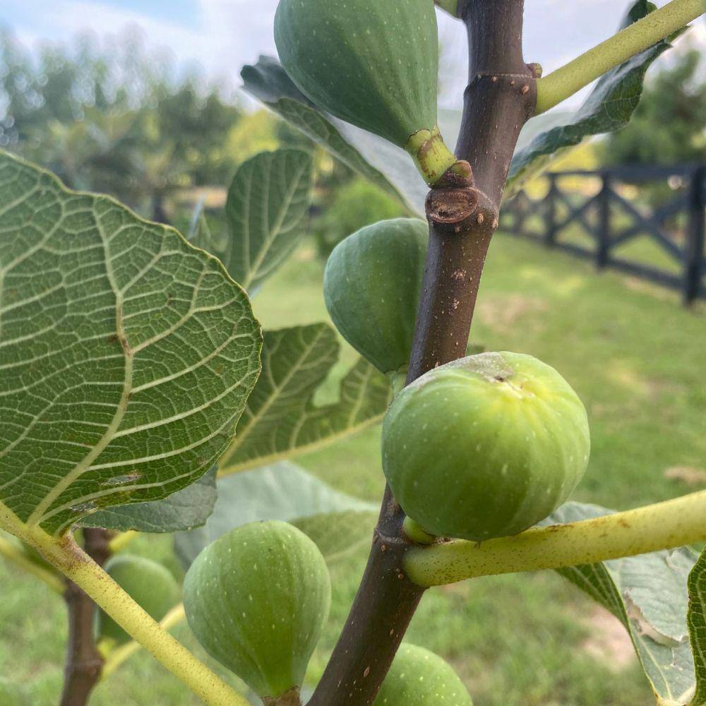 5 Gal. Lemon Fig Tree FIGLEM05G