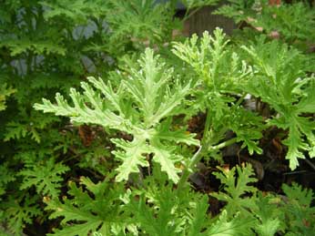 Citronella Geranium