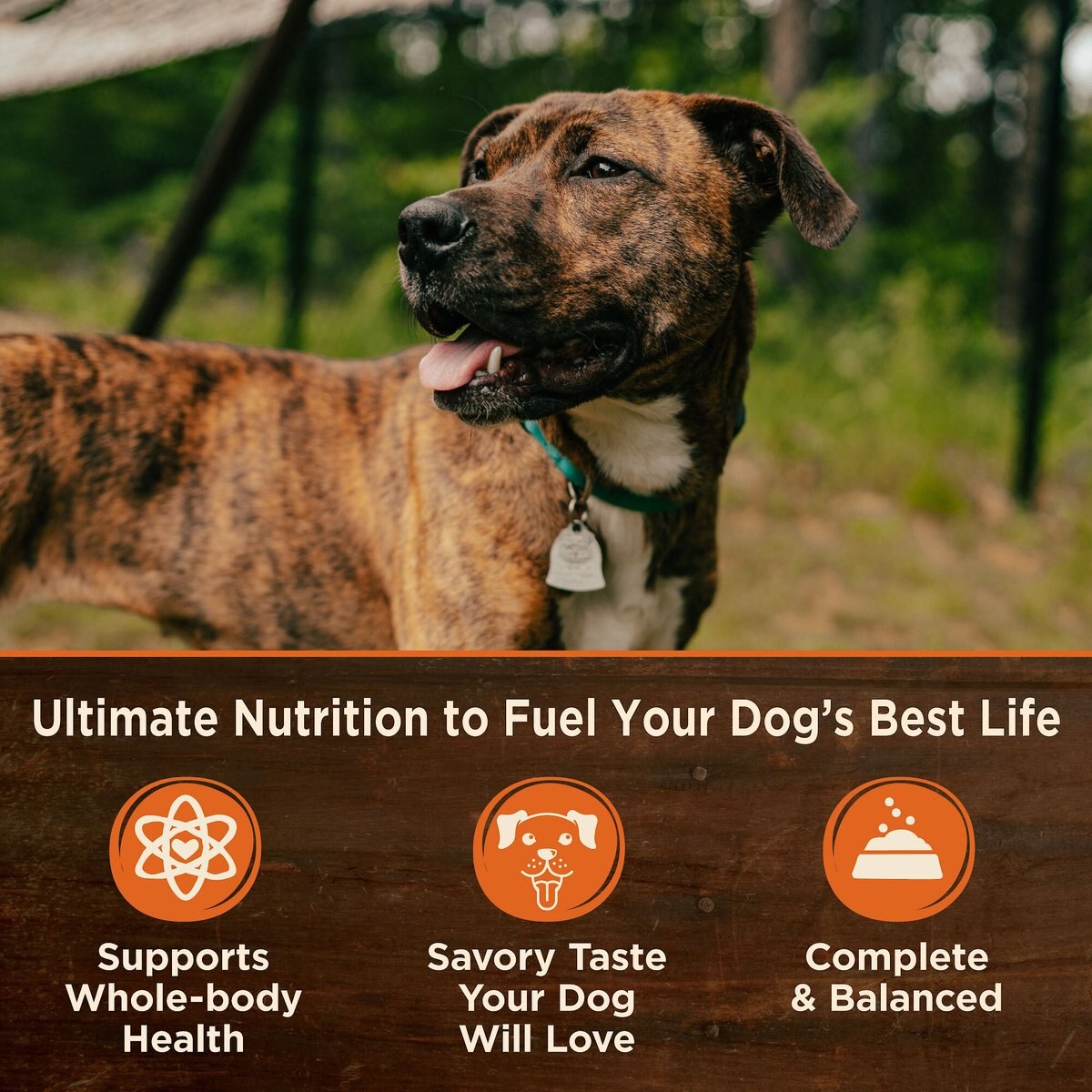 Wellness CORE 95% Grain-Free Beef and Carrots Canned Dog Food