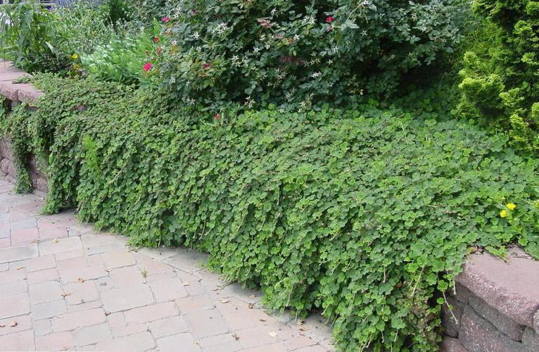 Classy Groundcovers - Creeping Raspberry， Creeping Bramble， Creeping Rubus， Crinkle-leaf Creeper， Emerald Carpet {25 Pots - 3 1/2 inch Square}