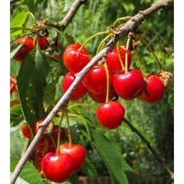 Online Orchards Dwarf Bing Cherry Tree Bare Root FTCH002