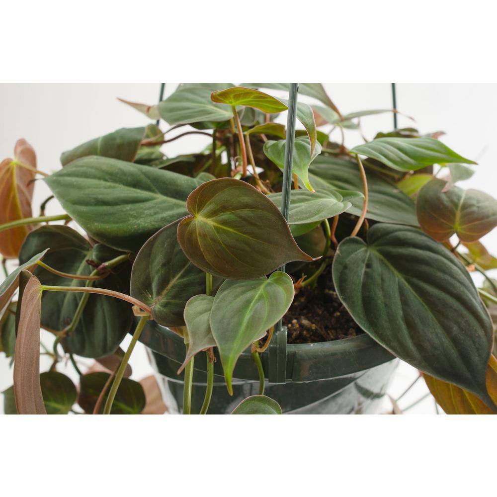 Wekiva Foliage Philodendron Micans Hanging Basket Live Plant in 4 in. Hanging Pot Philodendron Micans Florist Quality Indoor 6L-6T7S-WBKA