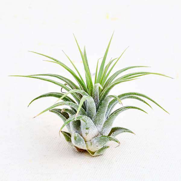 Air Plant, Tillandsia ionantha Guatemala (Small) - Plant