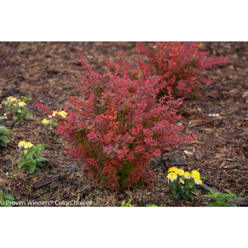 PROVEN WINNERS 4.5 in. qt. Sunjoy Tangelo Barberry (Berberis) Live Shrub Orange and Green Foliage BEBPRC1067800