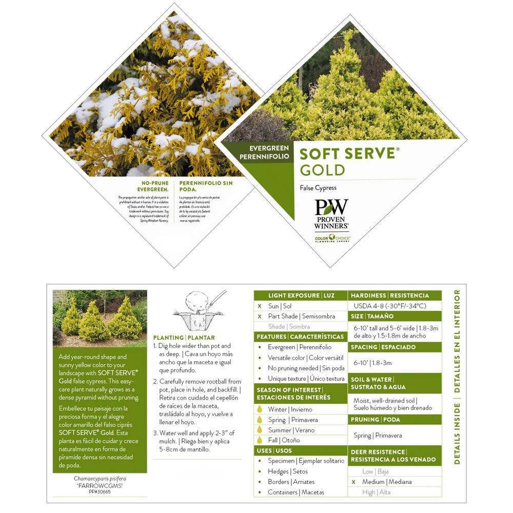 PROVEN WINNERS 2 Gal. Soft Serve Gold False Cypress Shrub with Yellow-Gold Foliage 17518