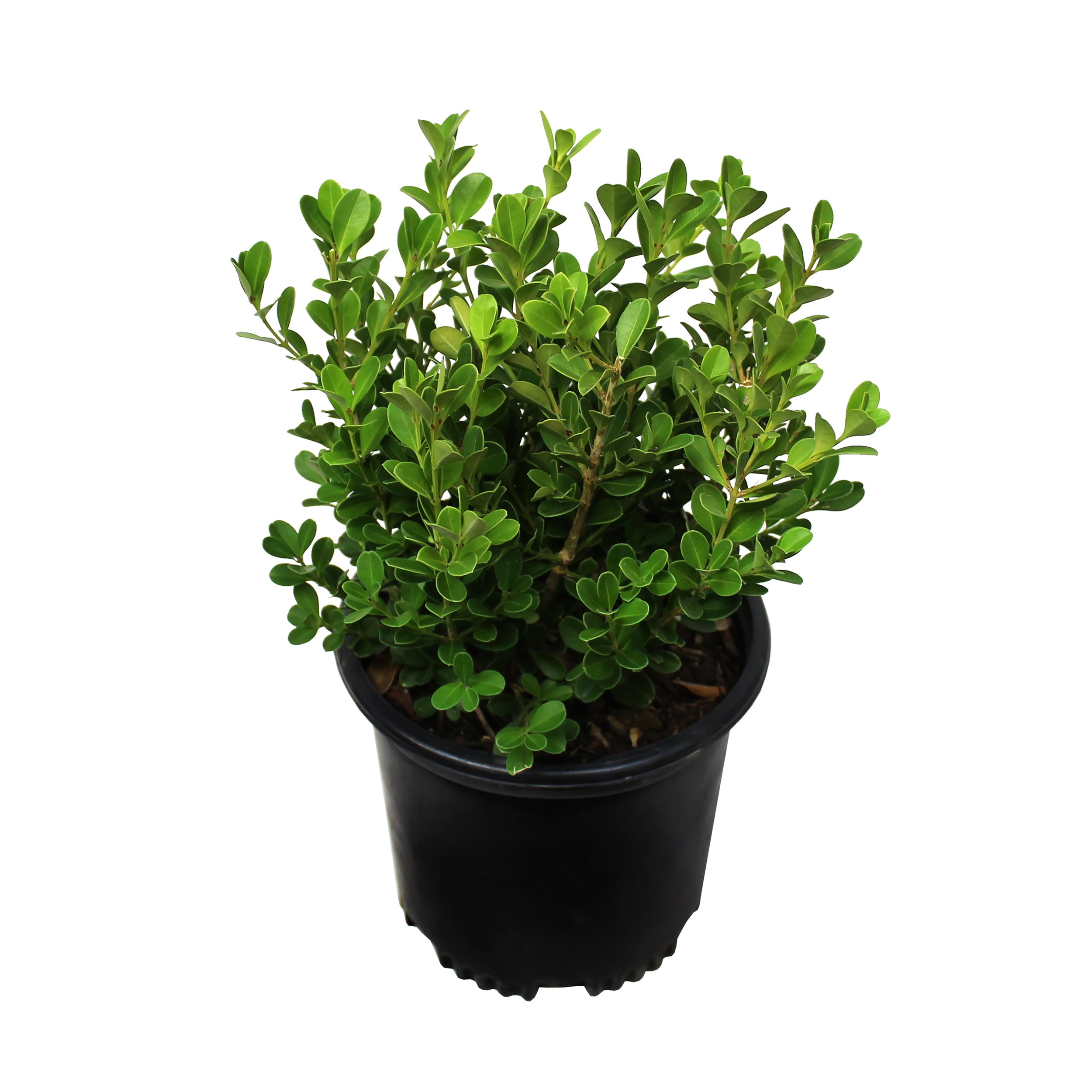 Altman Plants Japanese Boxwood Foundation/Hedge Shrub in 2.5-Quart Pot