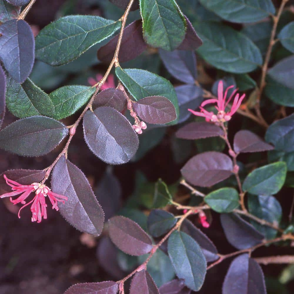 SOUTHERN LIVING 2.5 Qt. Purple Pixie Dwarf Weeping Loropetalum Shrub with Pink Blossom 4205Q