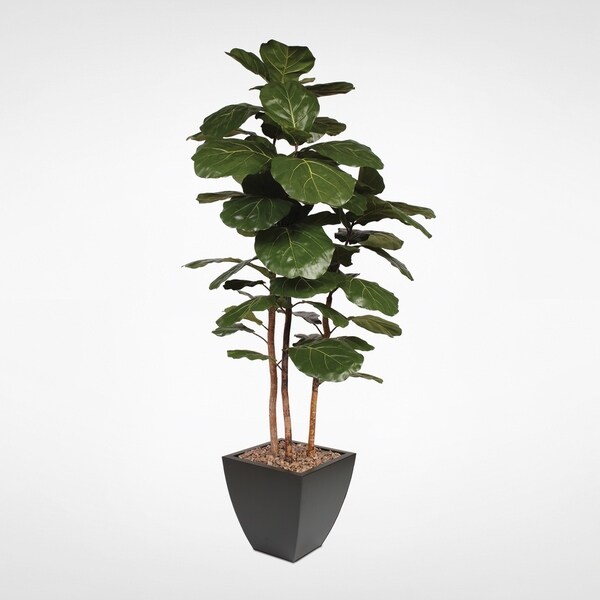 7' Brazilian Fiddle Tree with Real Wood Trunk in a Black Planter