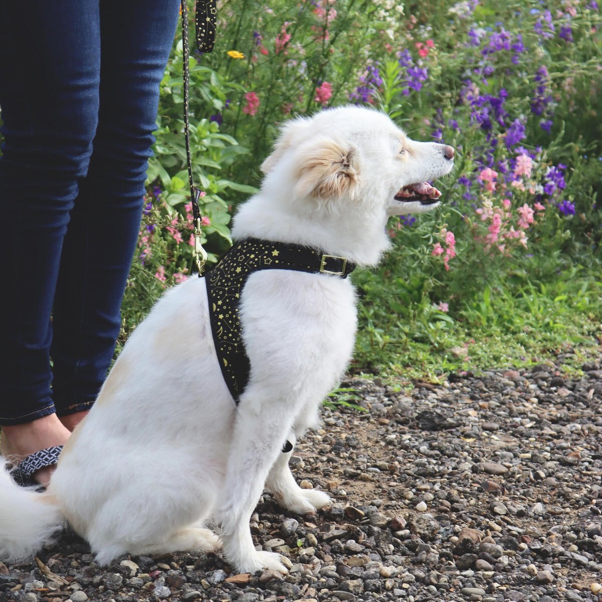 Accent Fashion Metallic Adjustable Dog Harness