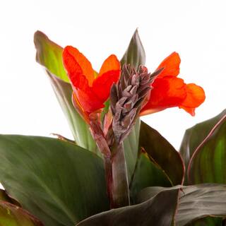 METROLINA GREENHOUSES 2.5 Qt. Cannova Bronze Orange Canna Lily Plant 81796