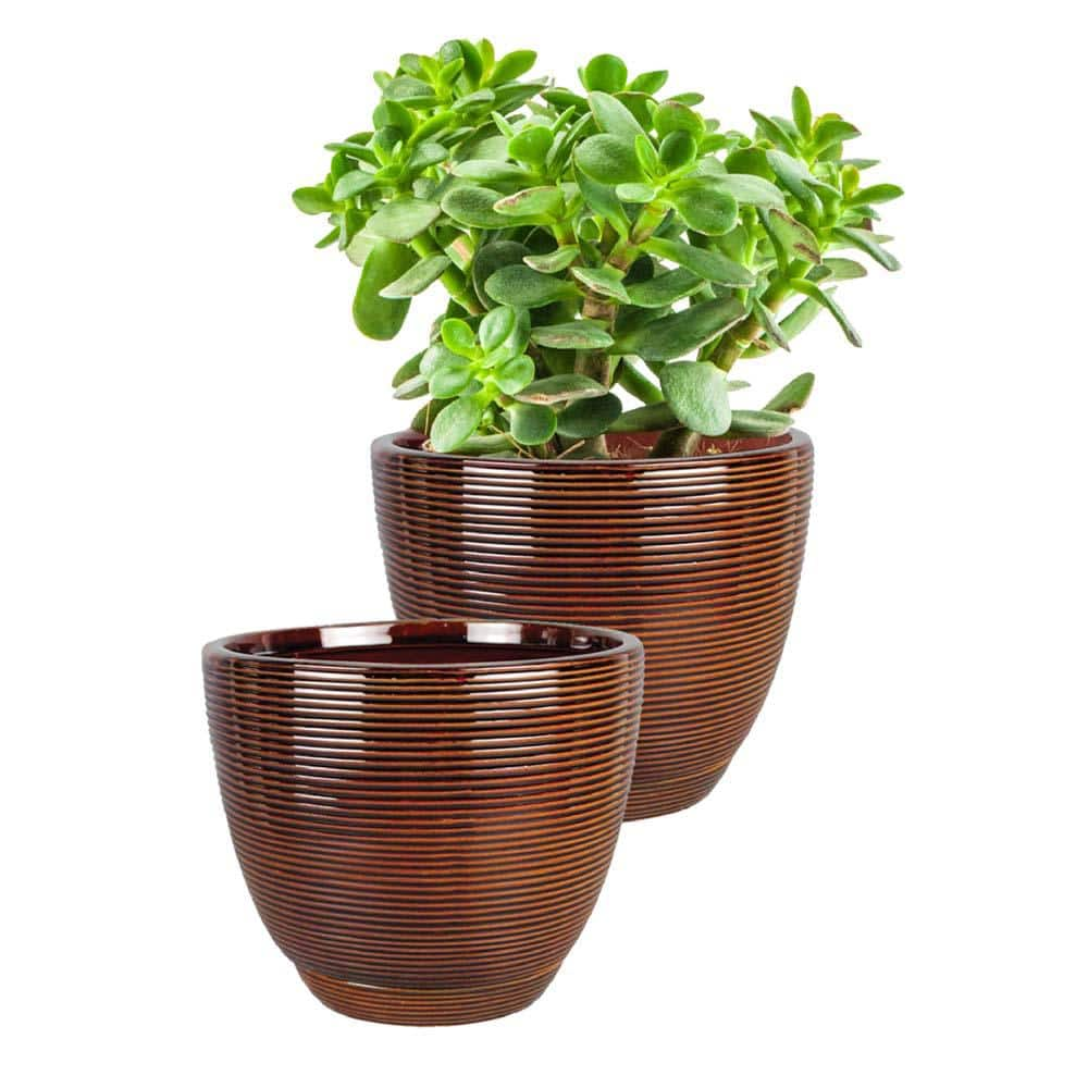 Southern Patio Caylin Small 8 in. 4 Qt. Dia Java Ceramic Indoor Pot with Saucer (2-Pack) CRM-030867P2