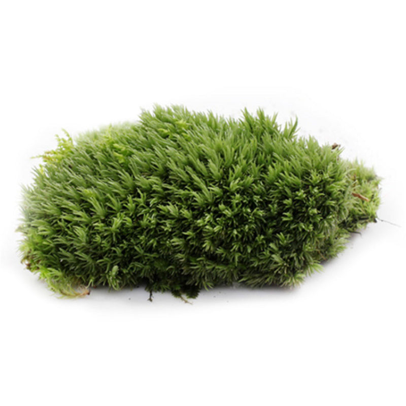 1Pcs Green Artificial Fake Moss Coral Stone Model Grass Plant Potted Micro Landscape Fairy Garden Aquarium Ornament Decoration