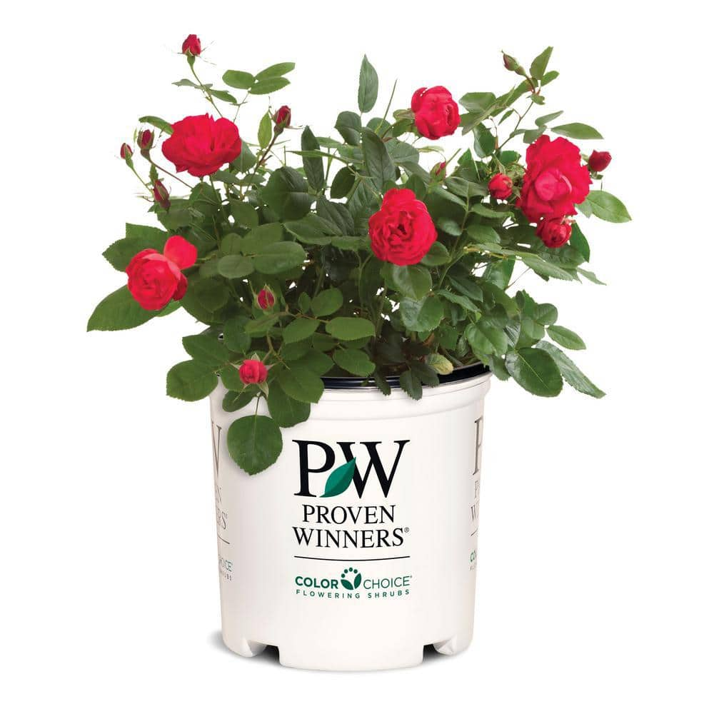 PROVEN WINNERS 2 Gal. Oso Easy Double Red Rose Plant with Deep Red Flowers 16841