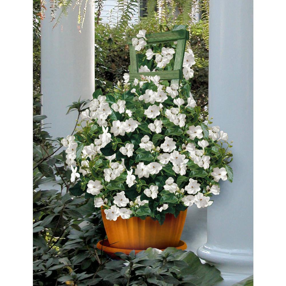 national PLANT NETWORK 2.5 qt. Sambac White Jasmine Arabian Plant in Pot HD1003