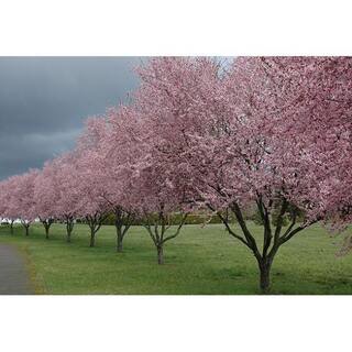 Online Orchards Thundercloud Flowering Plum Tree Bare Root FLPL001