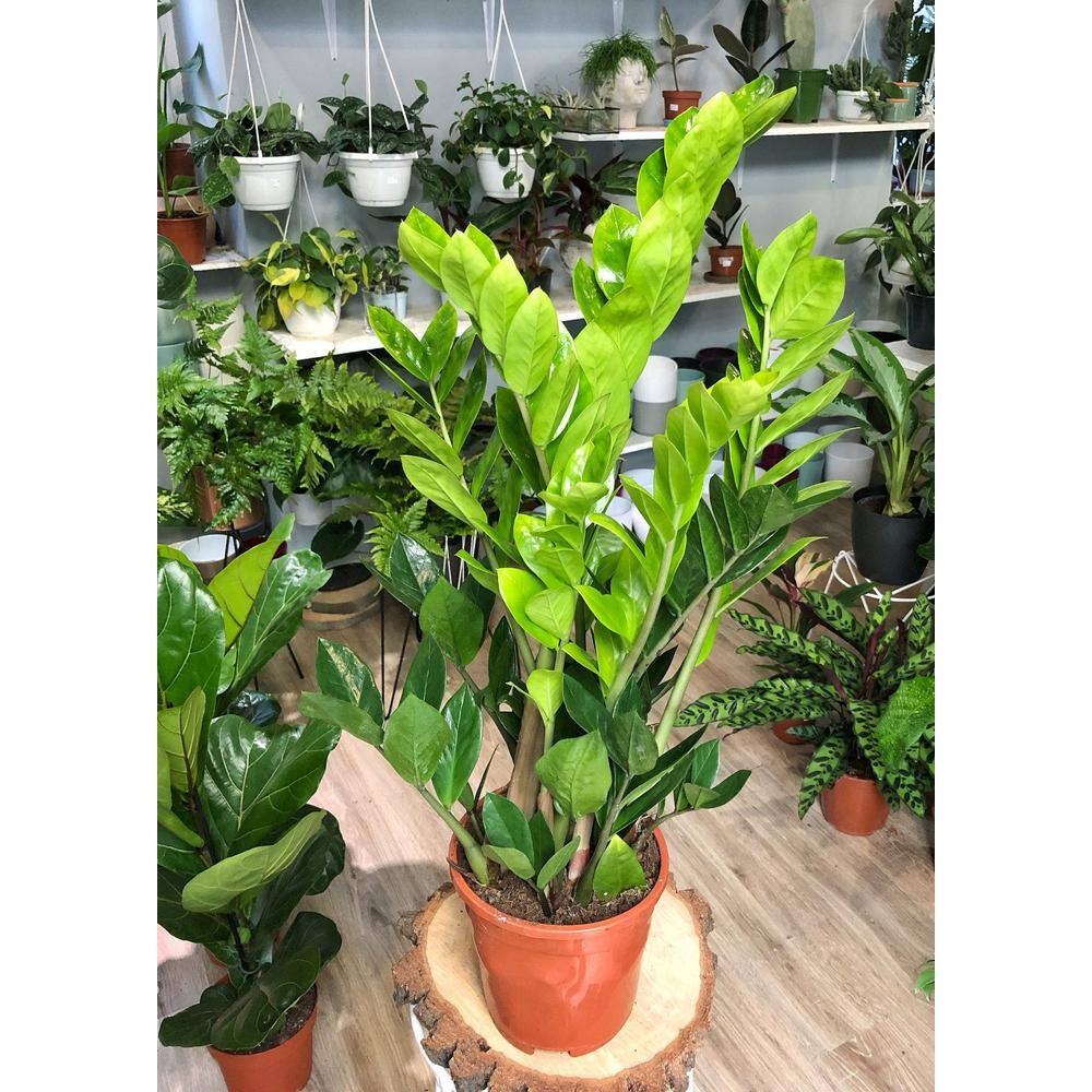 BELL NURSERY 2 Gal. ZZ Plant (Zamioculcas Zamiifolia) Live Indoor House Plant in 10 in. Nursery Pot ZPLAN10GRE1PK