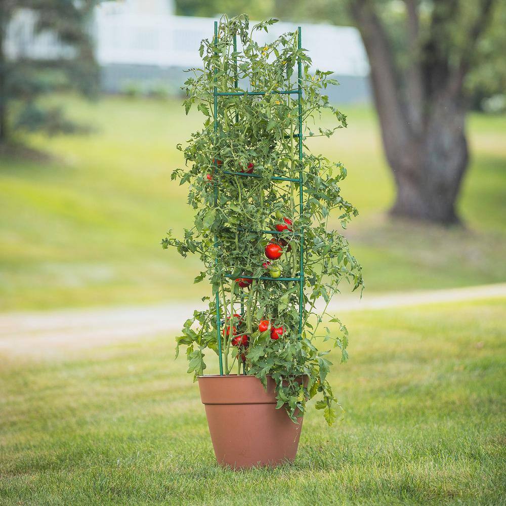 Gardener's Blue Ribbon Ultomato Tomato Plant Cage TMC60